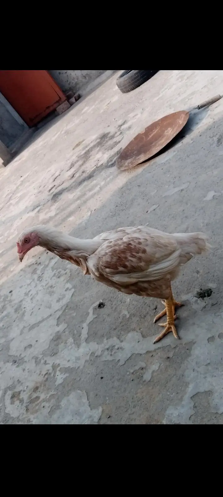 For Sale: Heera Cross Aseel Murgi | Healthy & Active | Lahore*