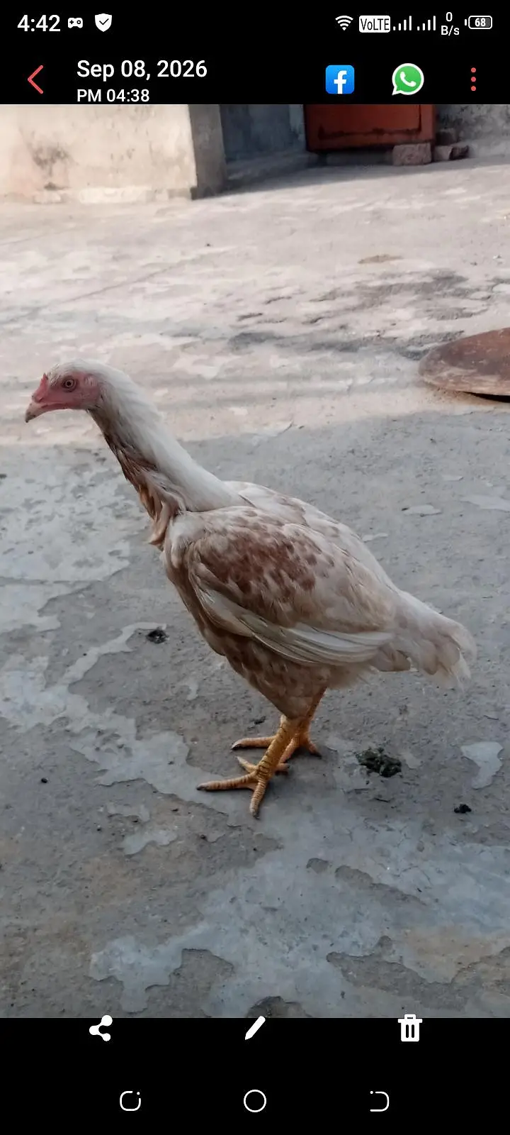 For Sale: Heera Cross Aseel Murgi | Healthy & Active | Lahore* — photo 2