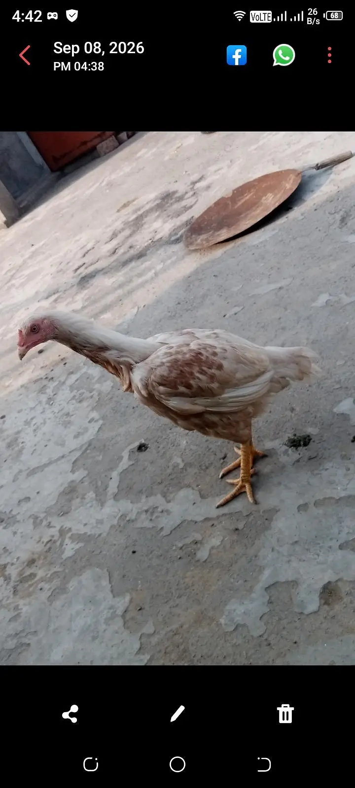 For Sale: Heera Cross Aseel Murgi | Healthy & Active | Lahore* — photo 3