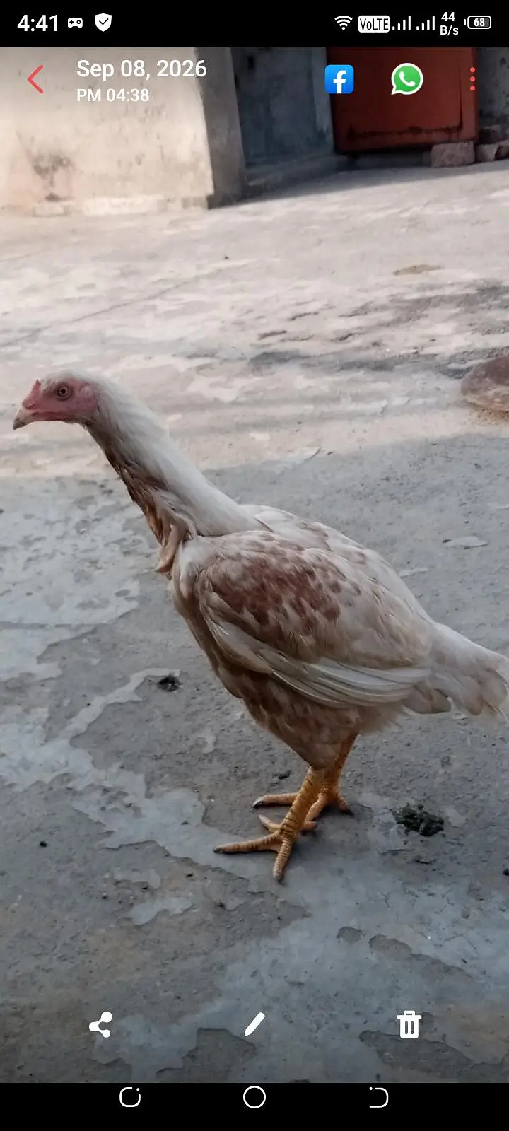 For Sale: Heera Cross Aseel Murgi | Healthy & Active | Lahore* — photo 4