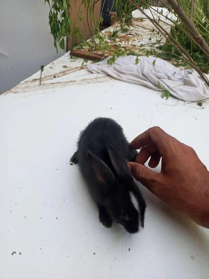 baby rabbits