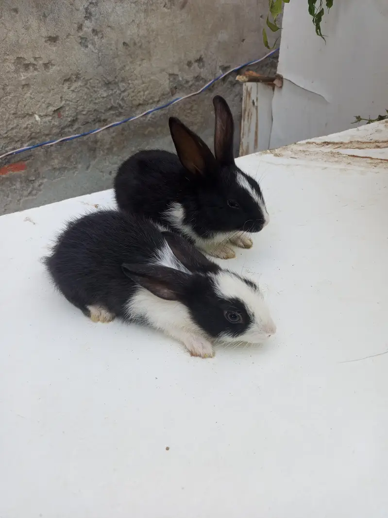 baby rabbits — photo 2