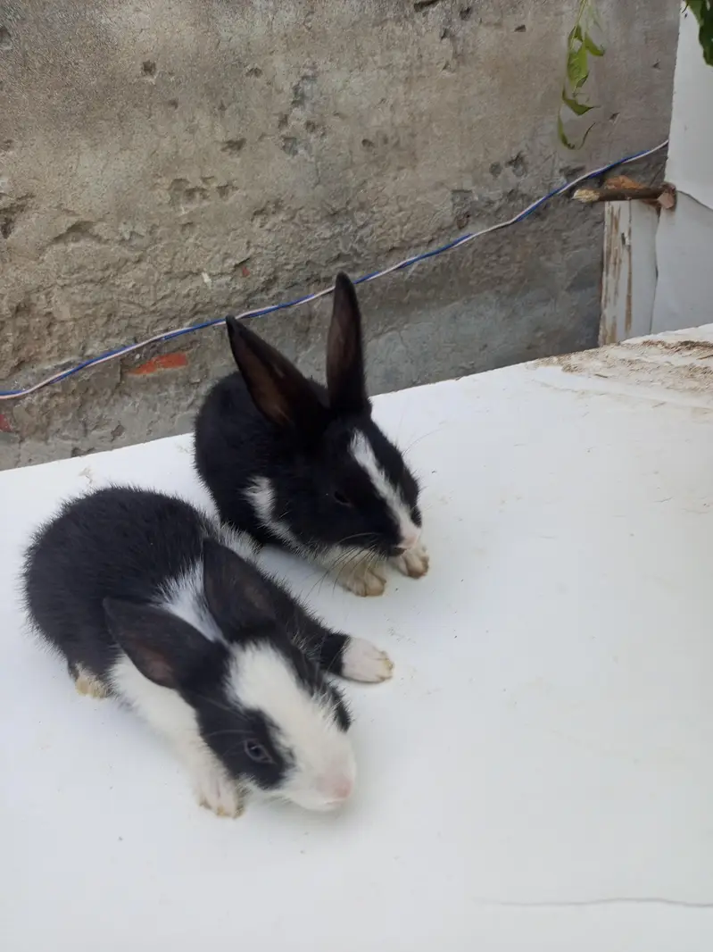 baby rabbits — photo 3