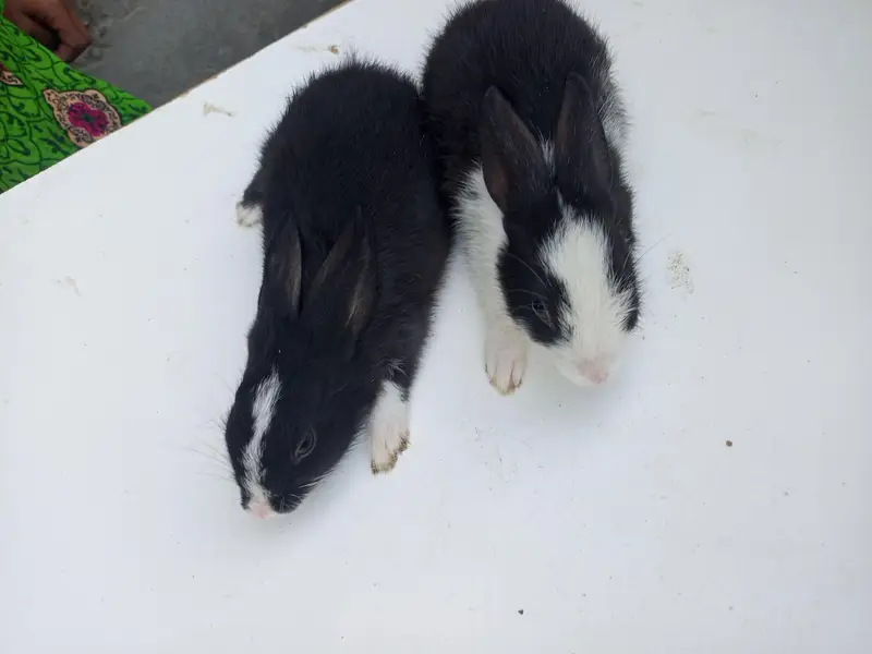 baby rabbits — photo 4