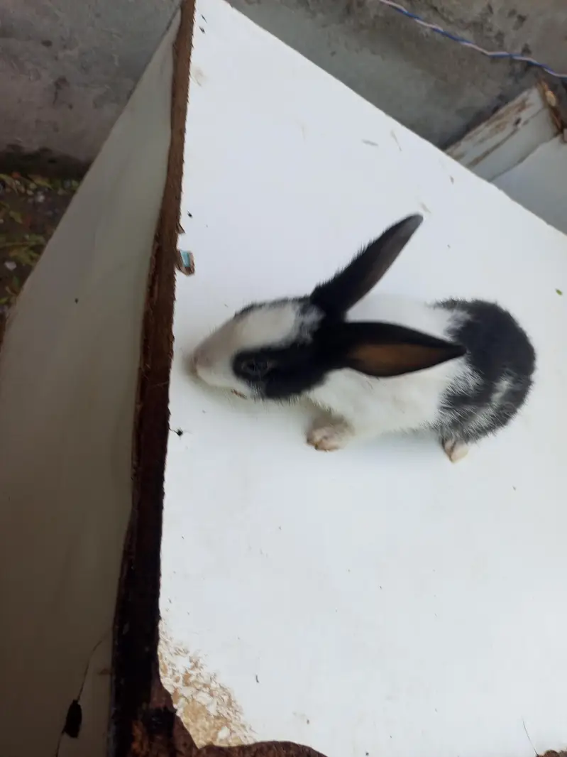 baby rabbits — photo 5