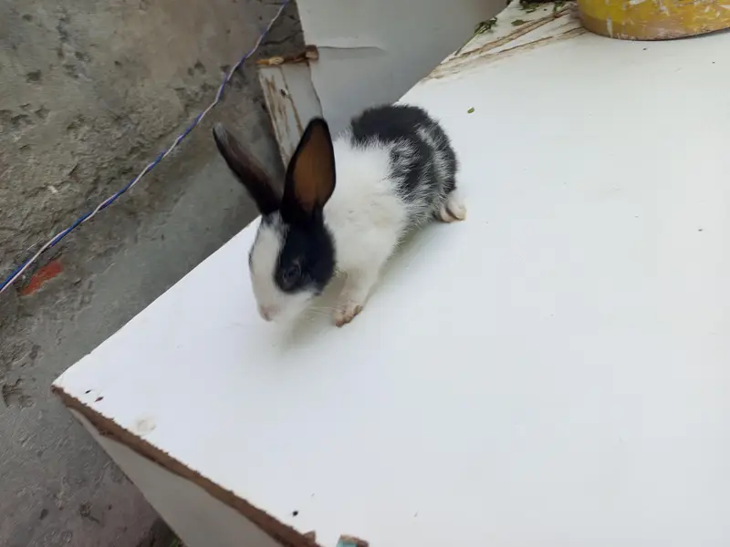 baby rabbits — photo 6