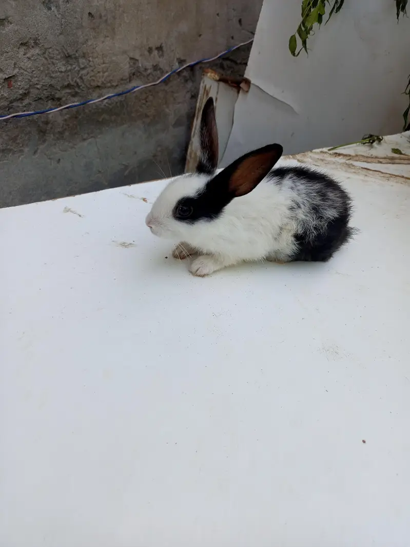 baby rabbits — photo 7