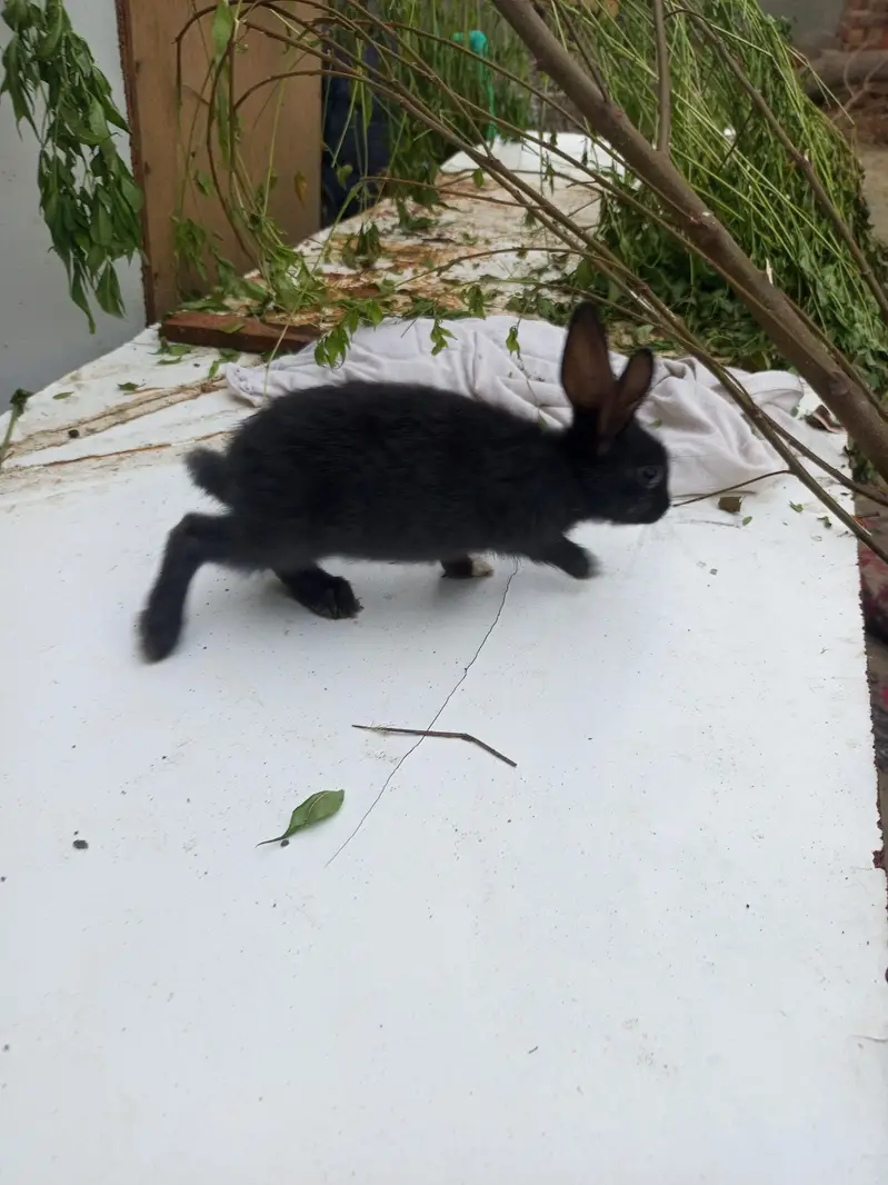 baby rabbits — photo 8