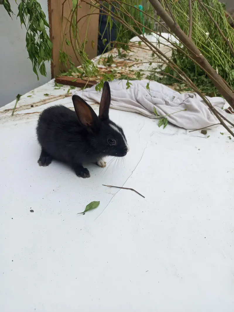 baby rabbits — photo 9