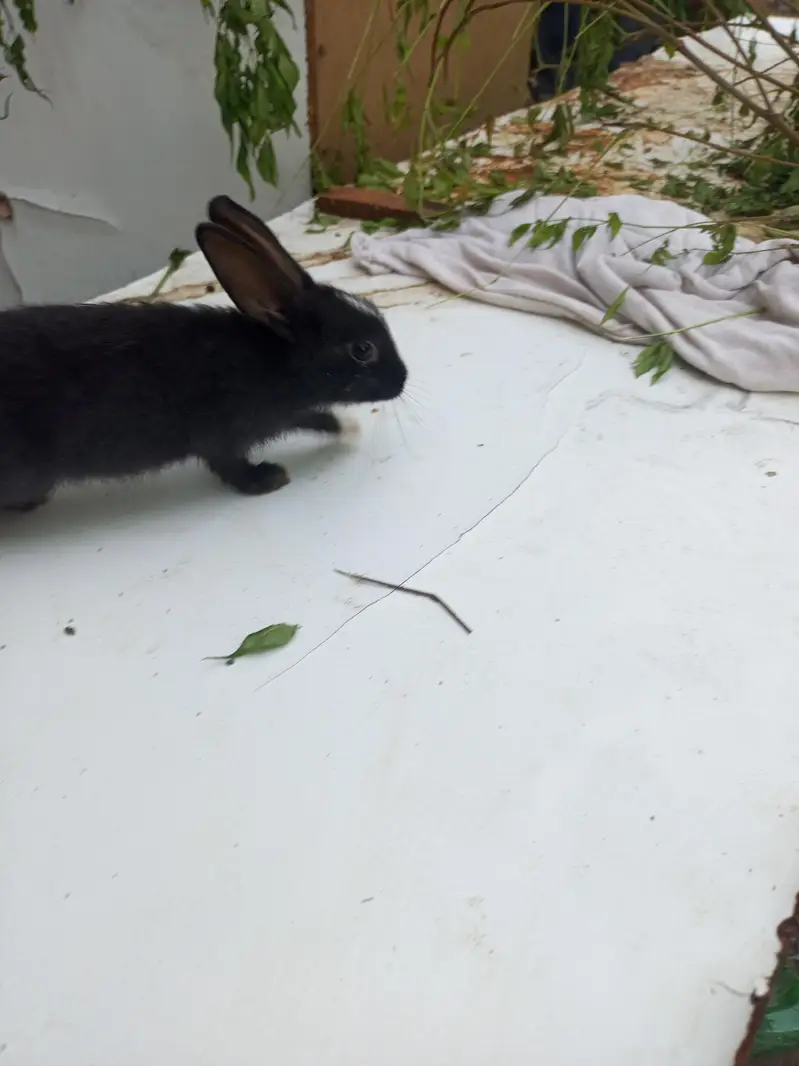 baby rabbits — photo 10