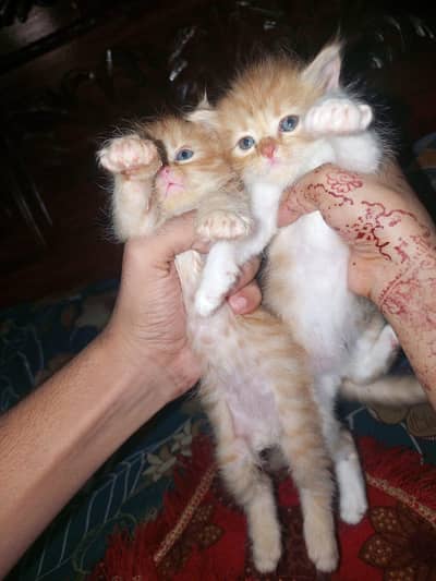 person kittens pair