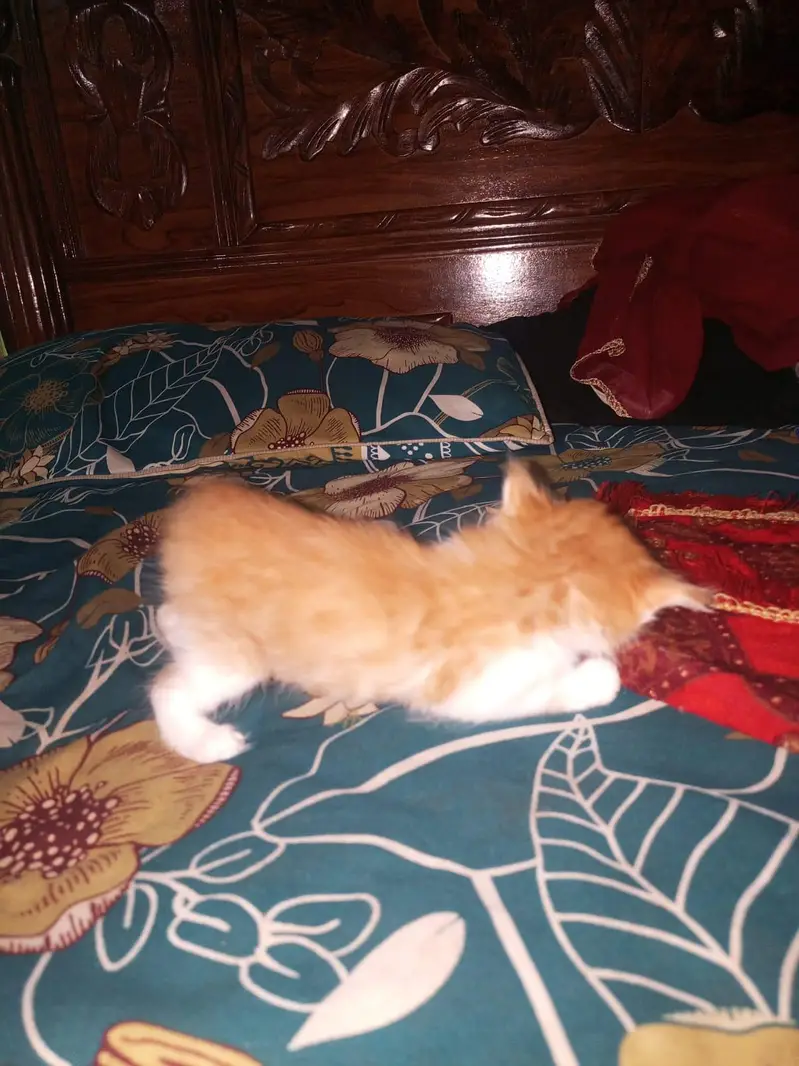person kittens pair — photo 2