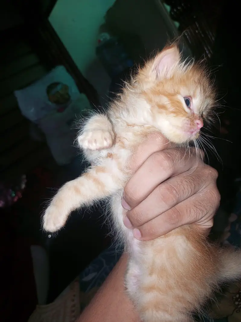 person kittens pair — photo 3