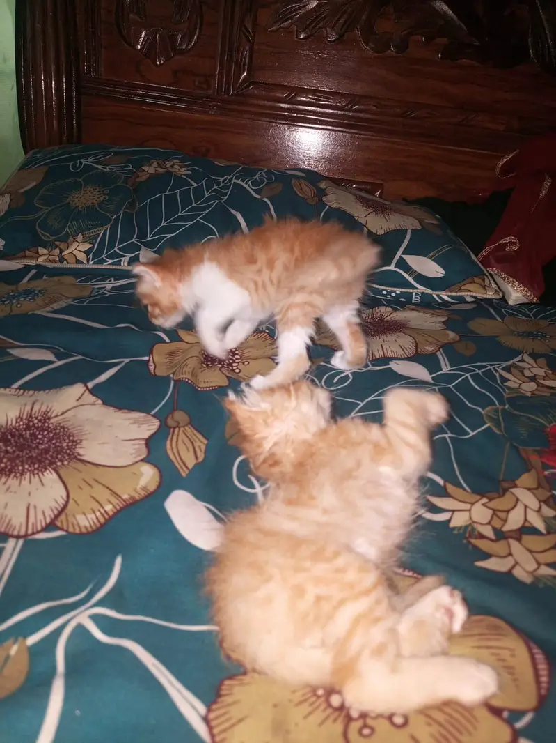 person kittens pair — photo 4