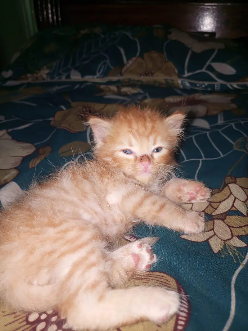 person kittens pair — photo 5