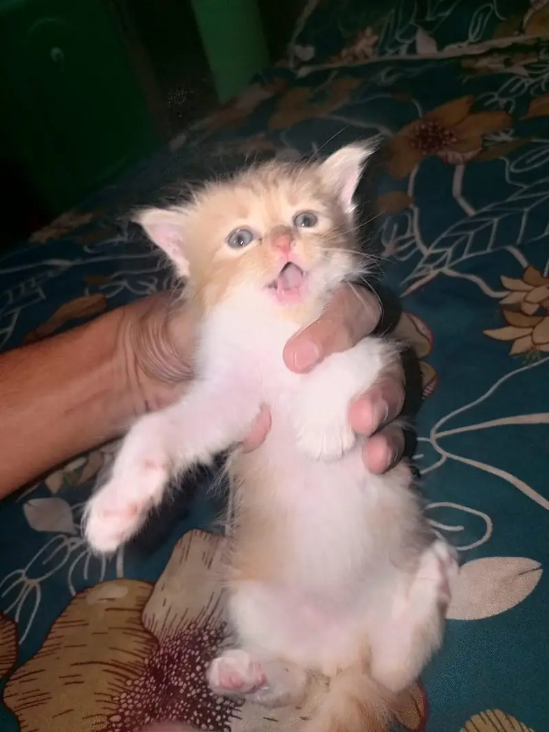 person kittens pair — photo 6