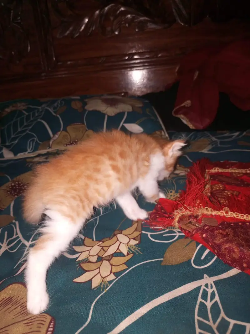 person kittens pair — photo 7