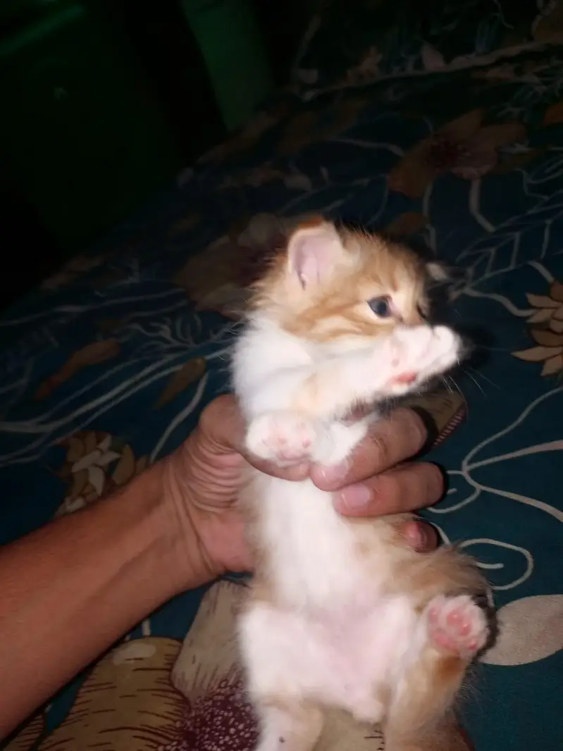 person kittens pair — photo 8