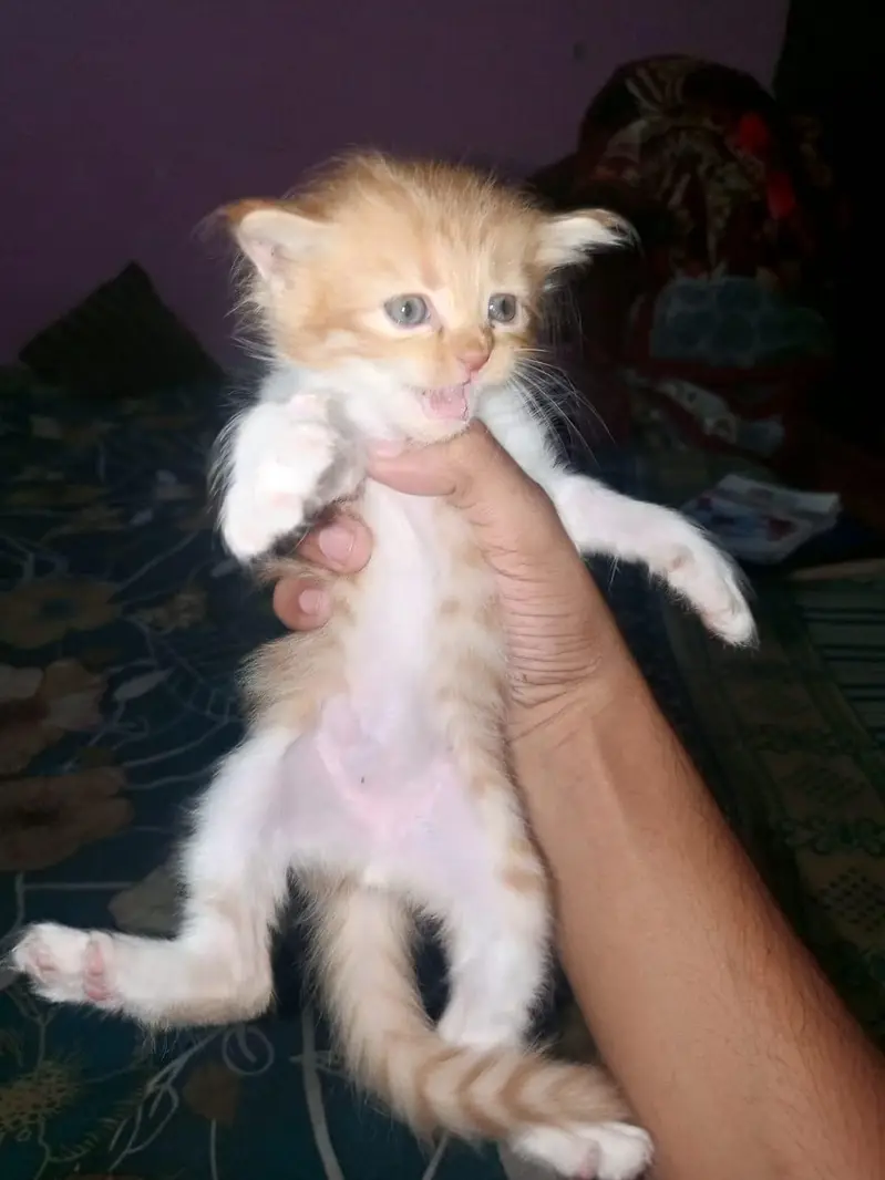 person kittens pair — photo 9