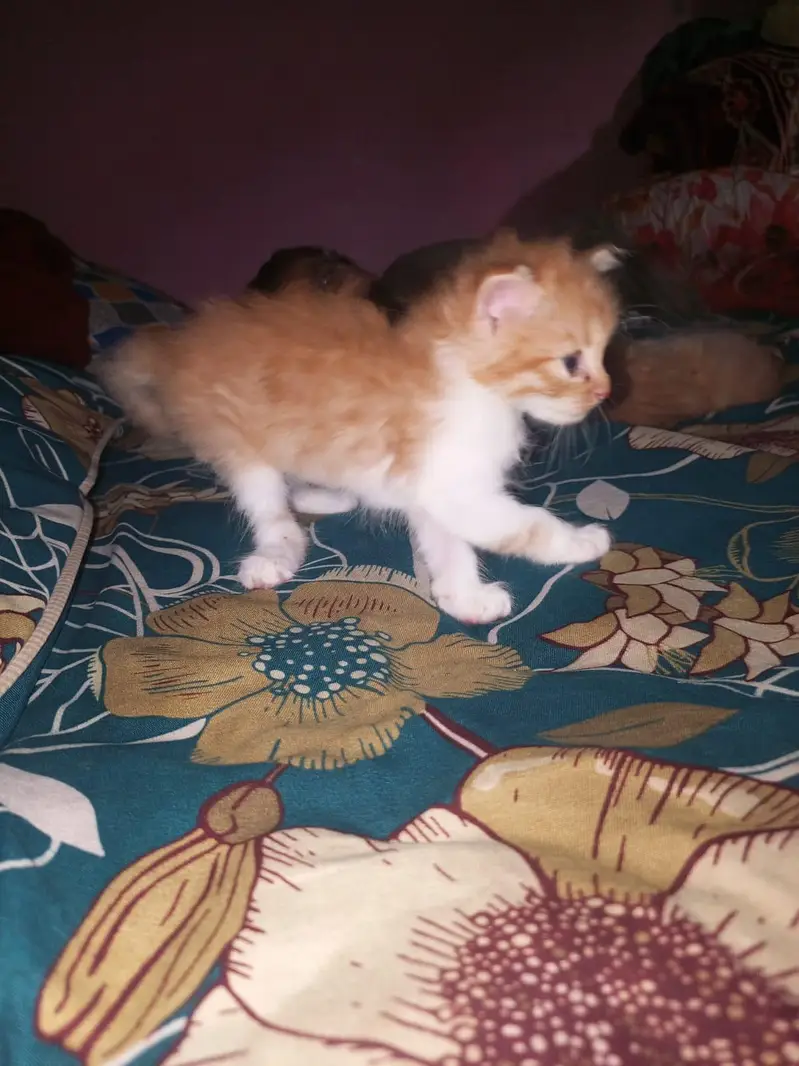 person kittens pair — photo 10