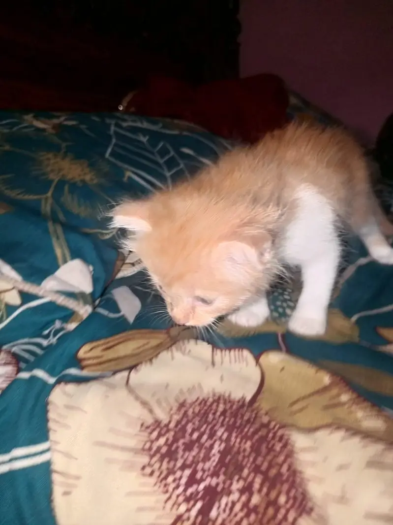 person kittens pair — photo 11