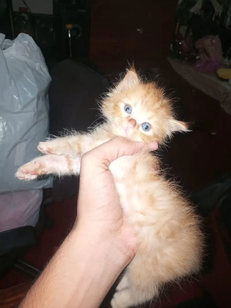 person kittens pair — photo 12