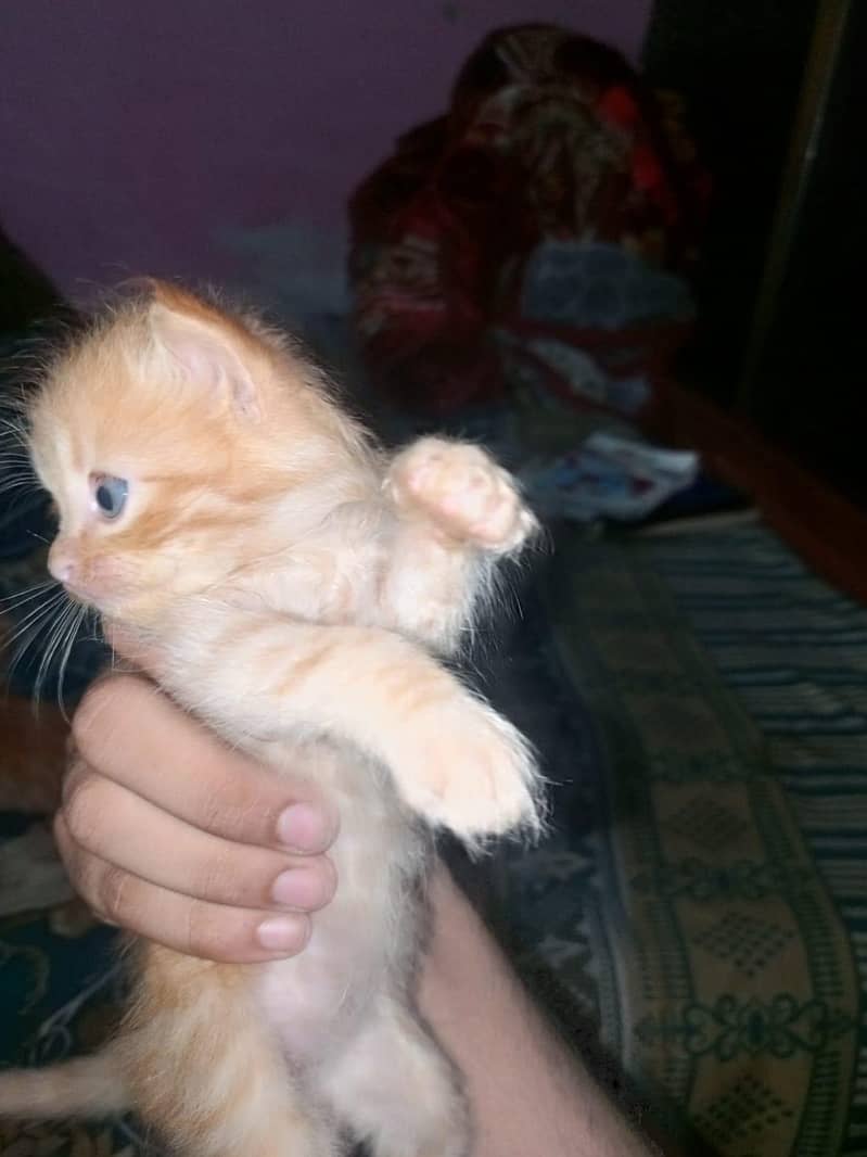 persian kittens pair 12