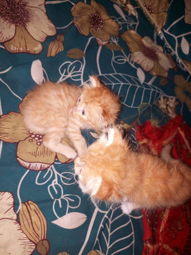 persian kittens pair 13
