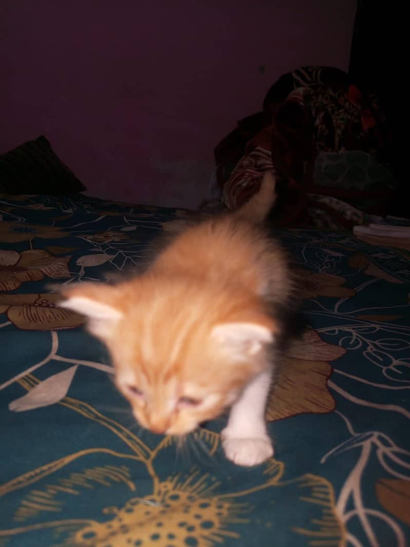 persian kittens pair 15