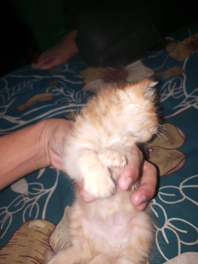 persian kittens pair 16