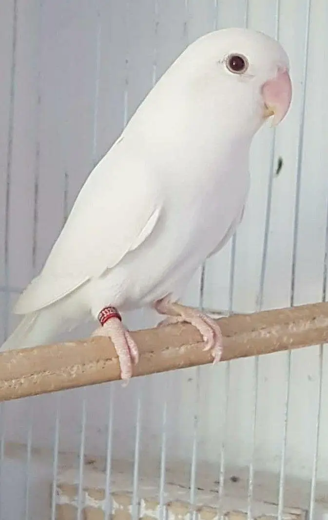 lovebird jorha for sale with cage — photo 2