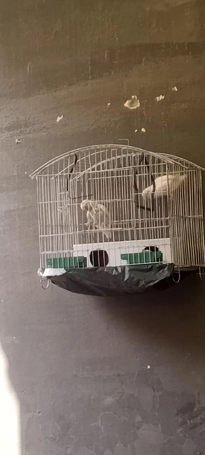 lovebird jorha for sale with cage — photo 4