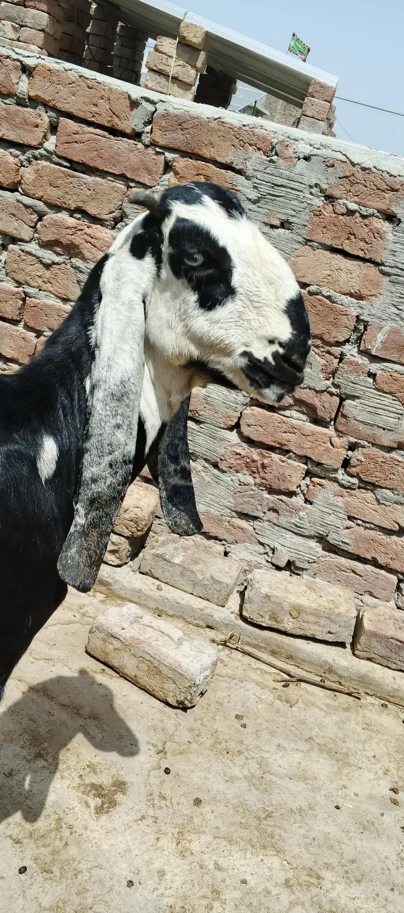 Bakra for sale