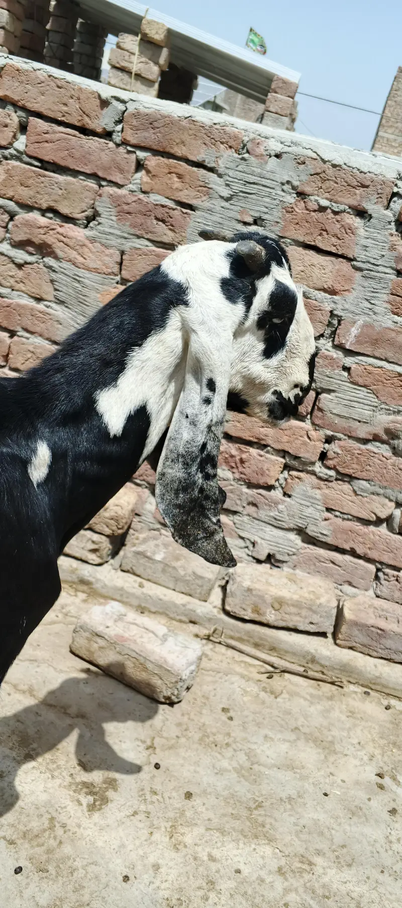 Bakra for sale — photo 2