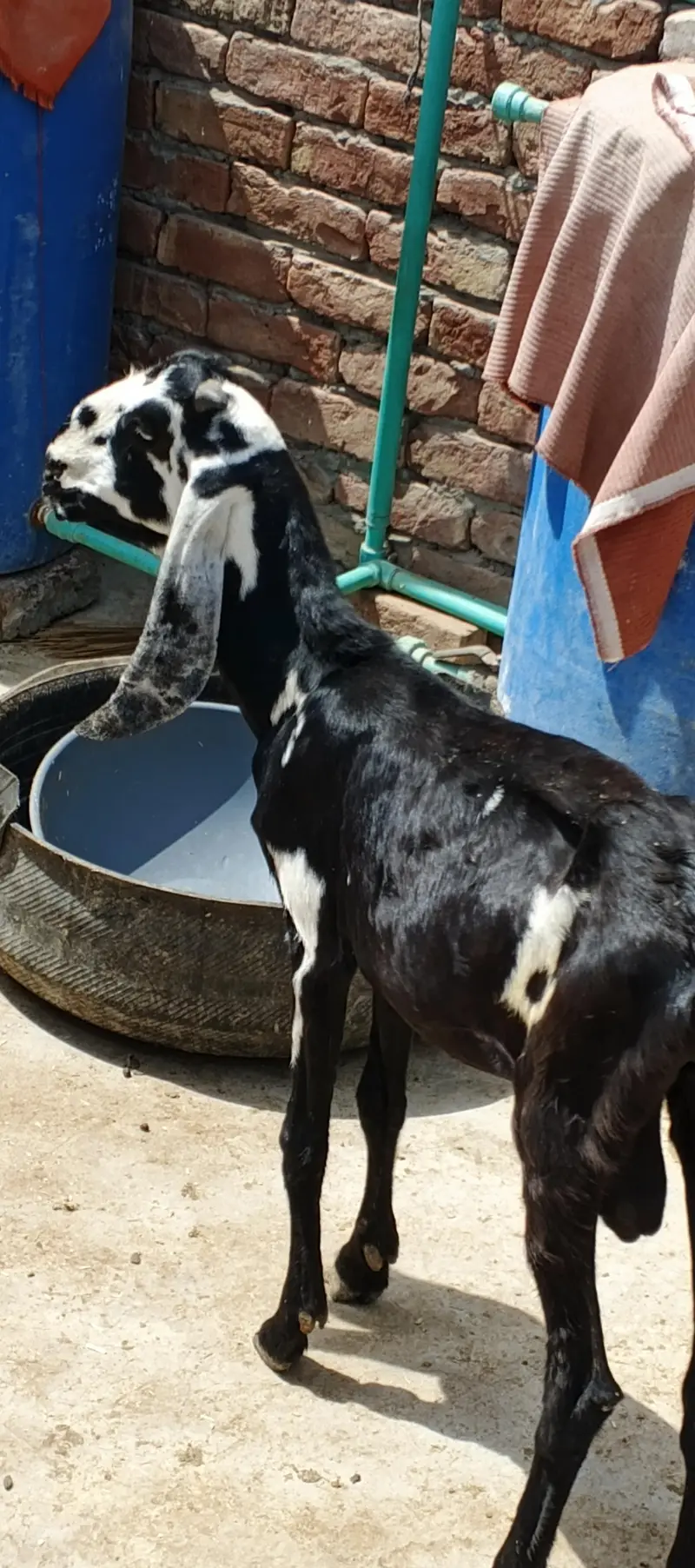 Bakra for sale — photo 3
