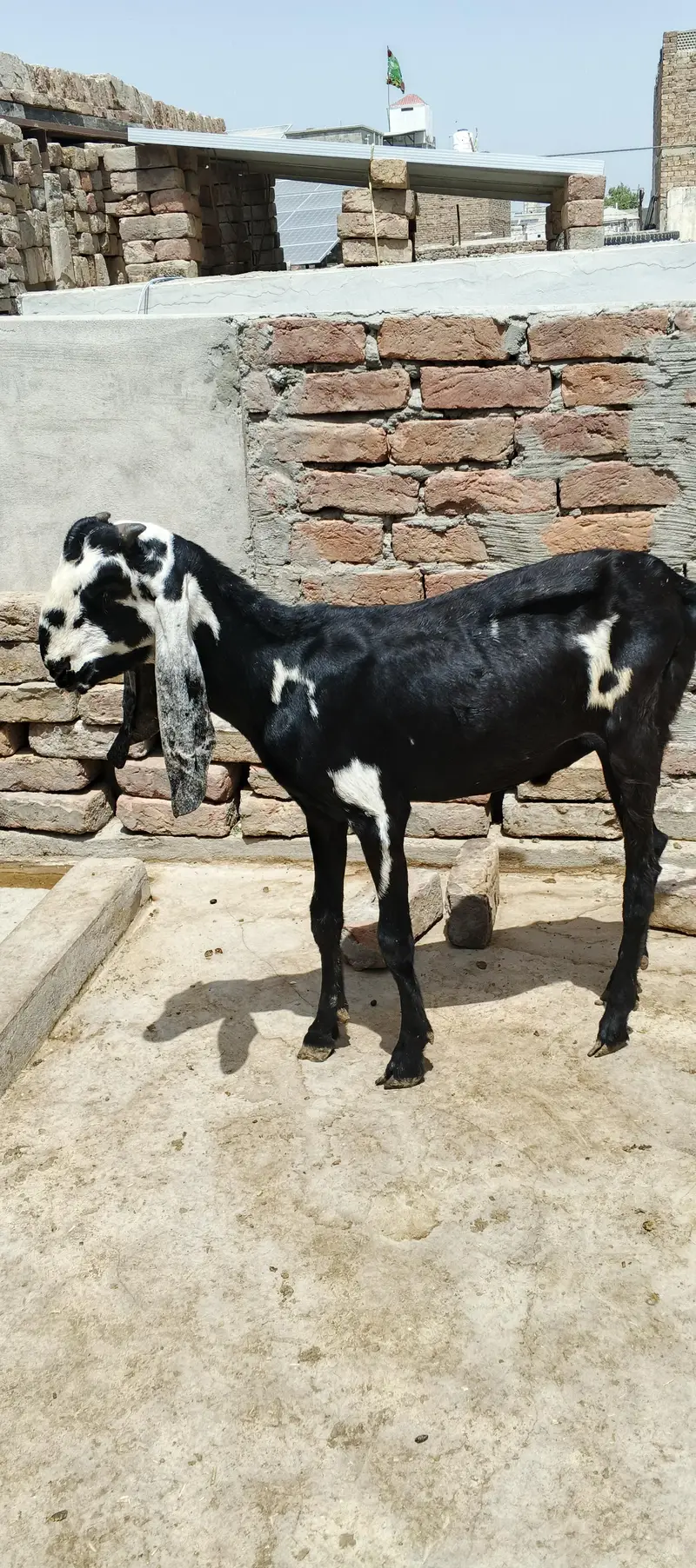 Bakra for sale — photo 4