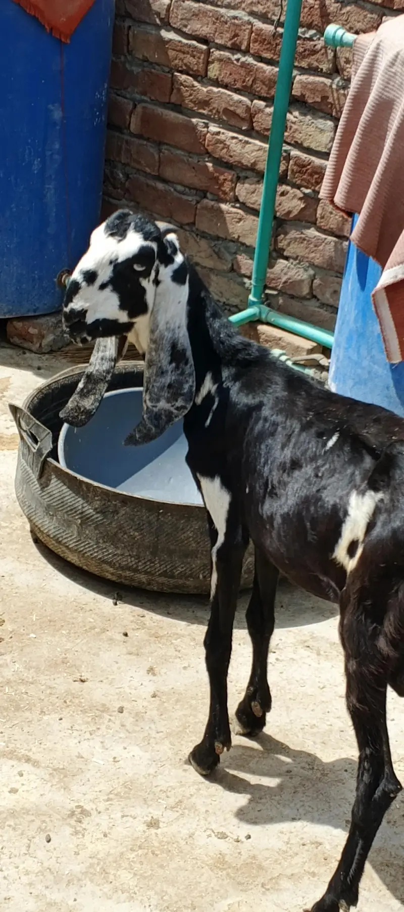 Bakra for sale — photo 5