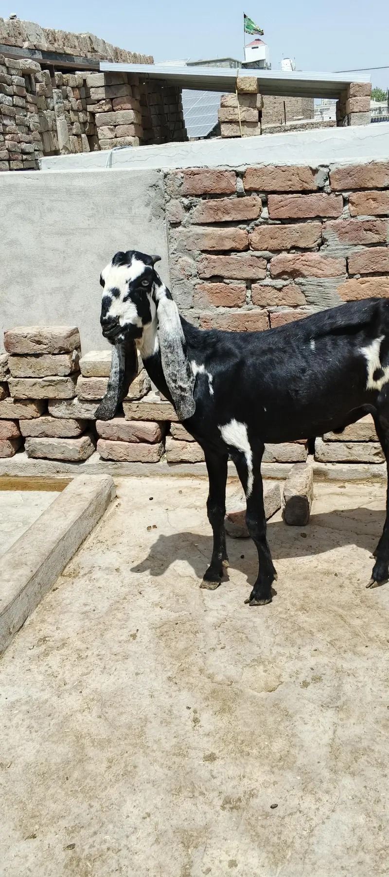 Bakra for sale — photo 6