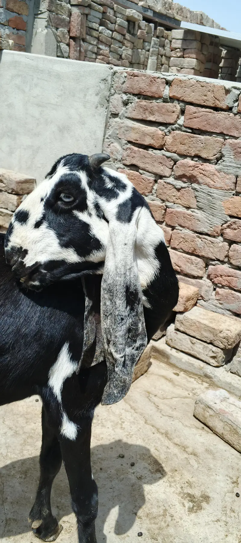Bakra for sale — photo 7