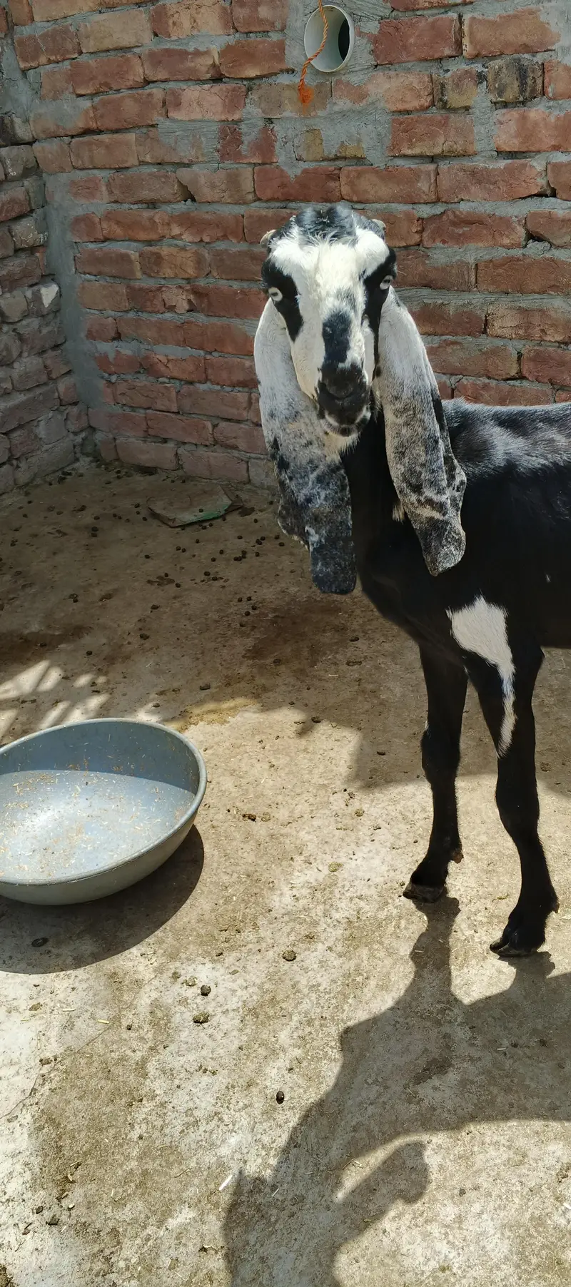 Bakra for sale — photo 8
