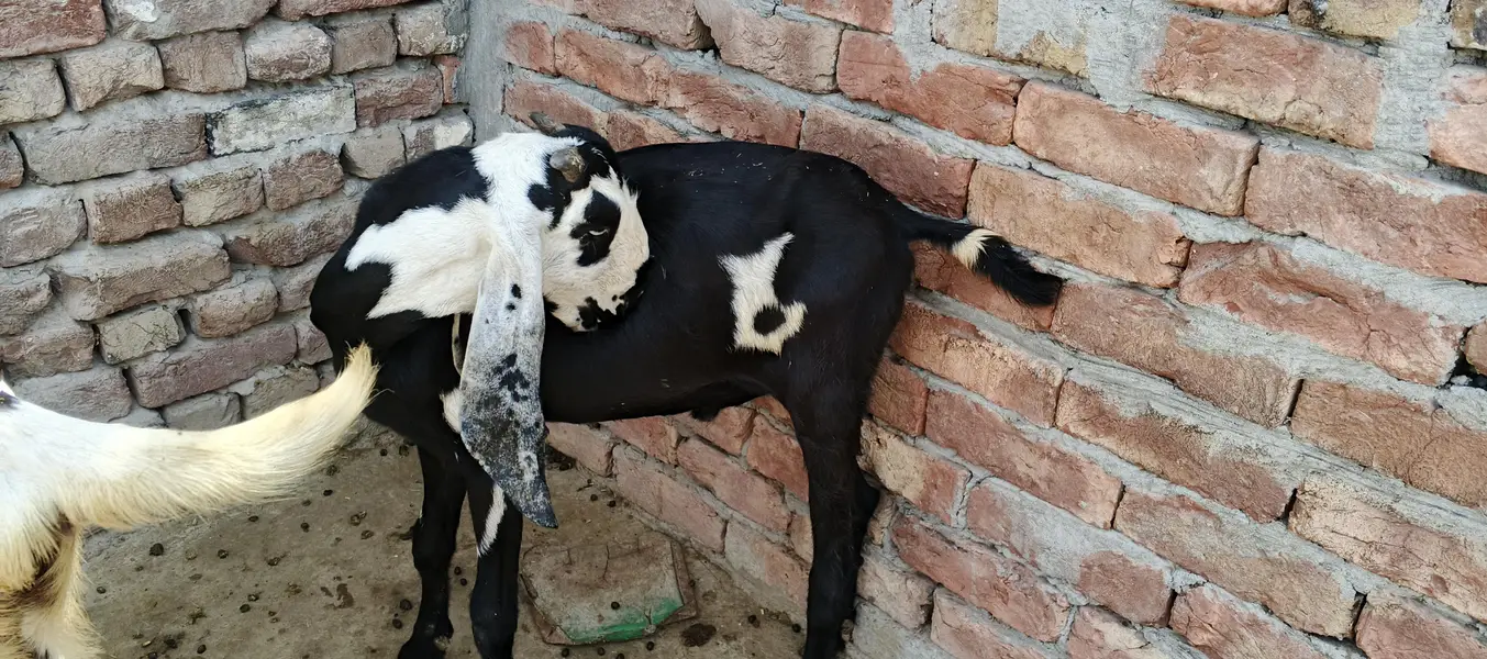 Bakra for sale — photo 9