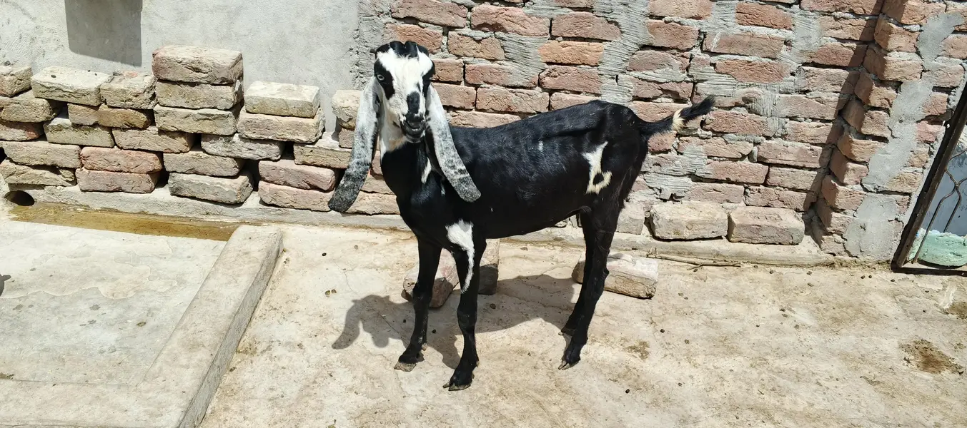 Bakra for sale — photo 10