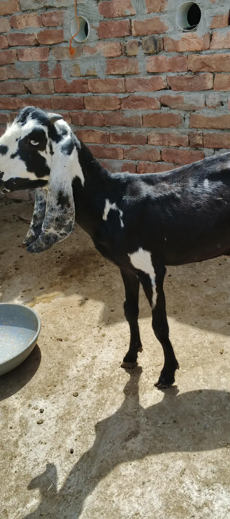 Bakra for sale — photo 11