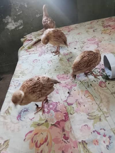 teetar chicks