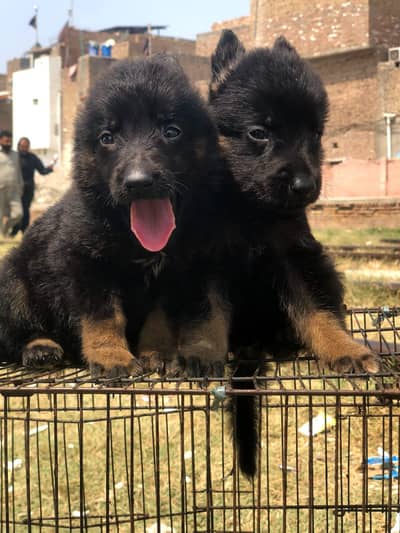 German Shepherd long kurti German Shepherd long kurti