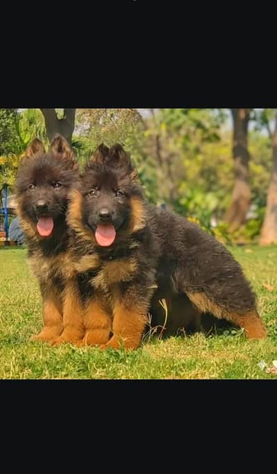 German Shepherd / Turkish kangal / king alabai / pure alabai / dog