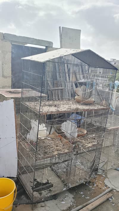 kabootar cage