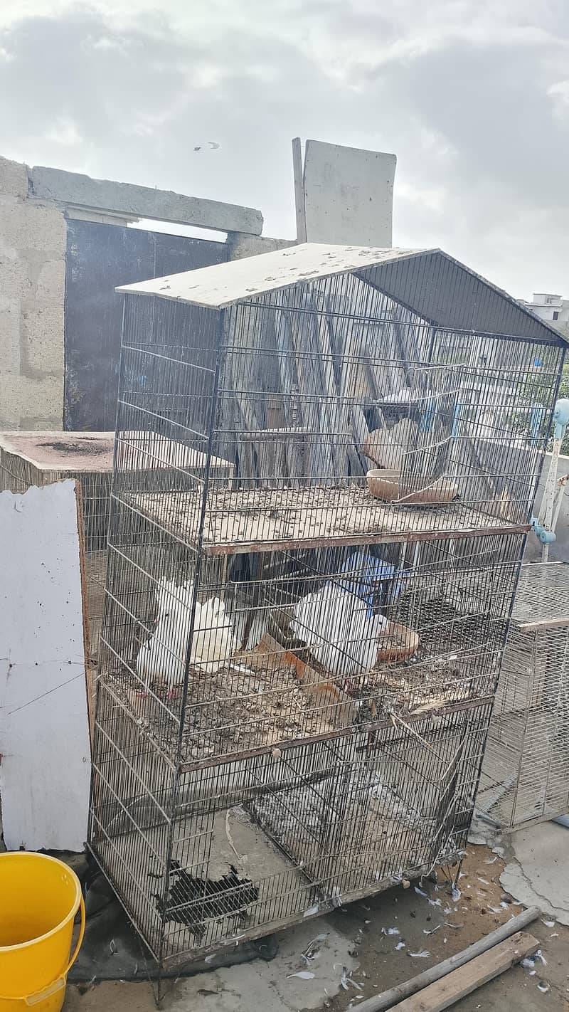 kabootar cage 1