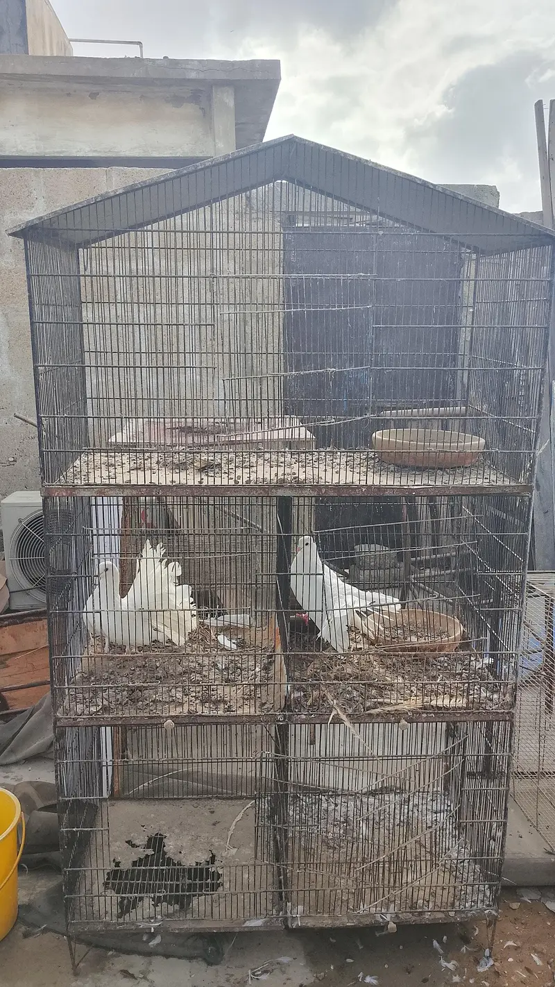 kabootar cage — photo 3