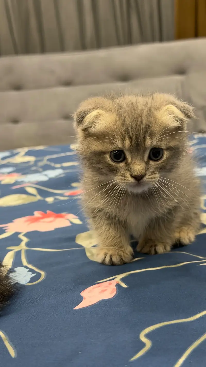 Scottish Fold kitten | Imported Kittens | Scottish Fold Male Available